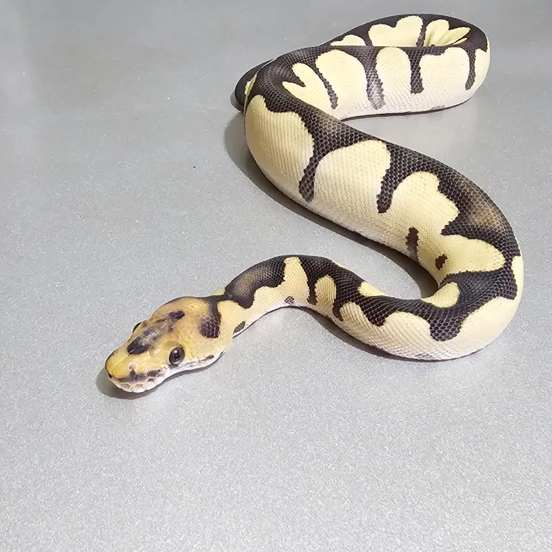 Blade Desert Ghost Clown