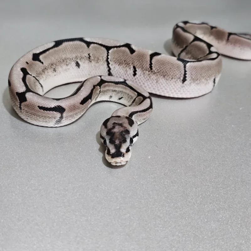 Axanthic VPI Spider