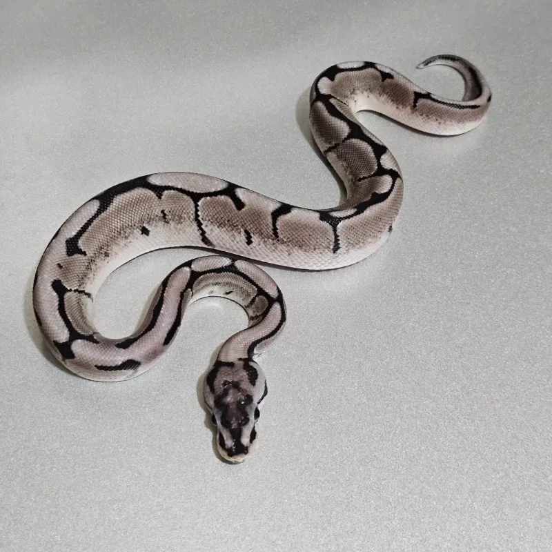 Axanthic VPI Spider 2