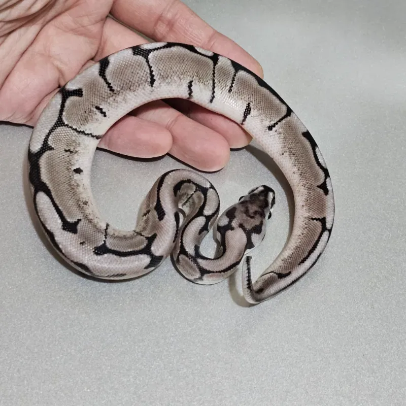 Axanthic VPI Spider 3