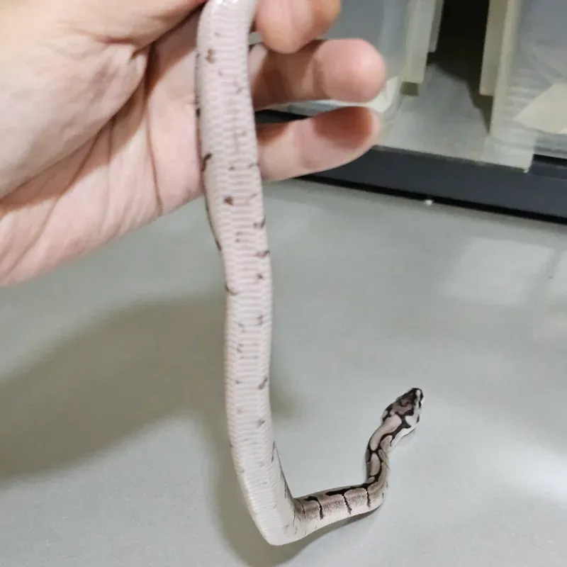 Axanthic VPI Spider 4