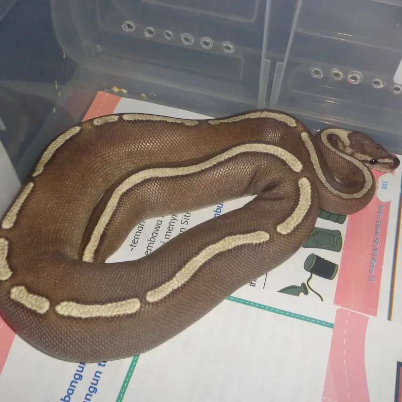GHI Mojave Fire Yellowbelly Red Stripe