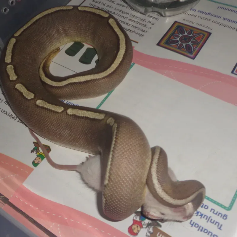 GHI Mojave Fire Yellowbelly Red Stripe
