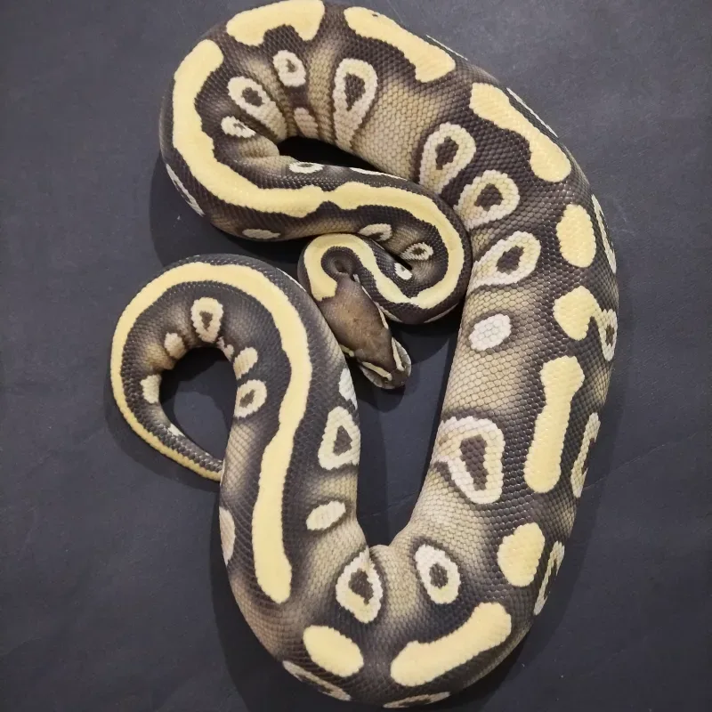 Mojave Desert Ghost Het Clown