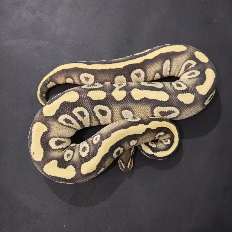 Mojave Desert Ghost Het Clown