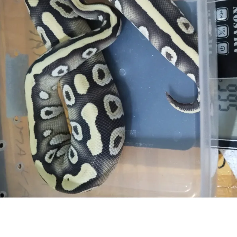 Mojave Desert Ghost Het Clown