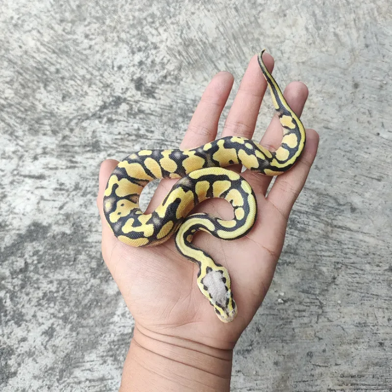 F Pastel DG Het Clown 2