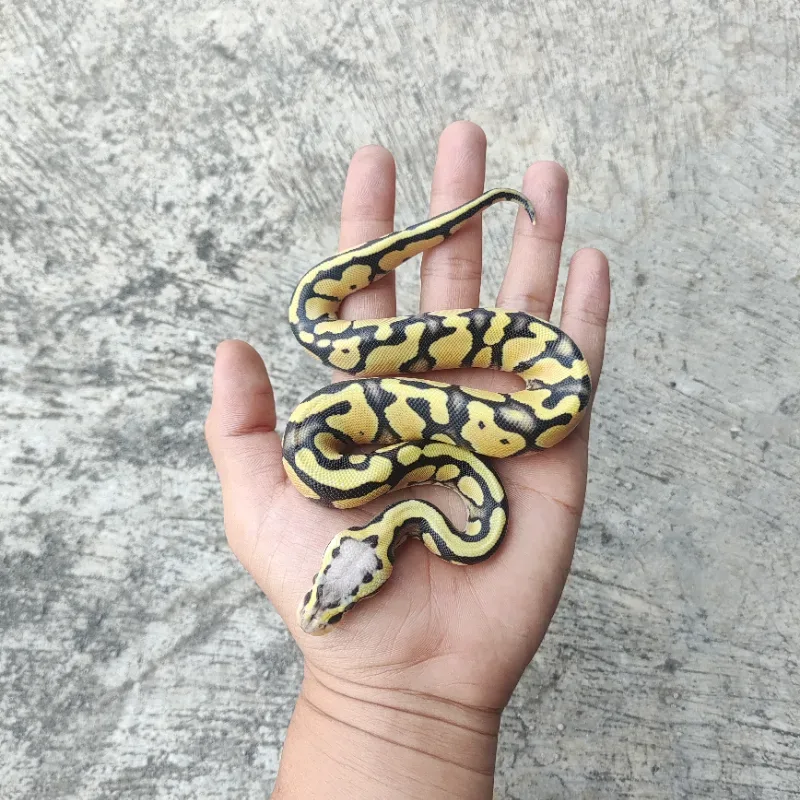 F Pastel DG Het Clown 4
