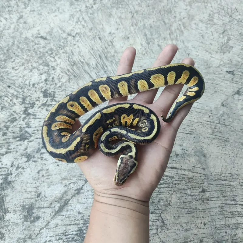Pastel Stranger Het Clown