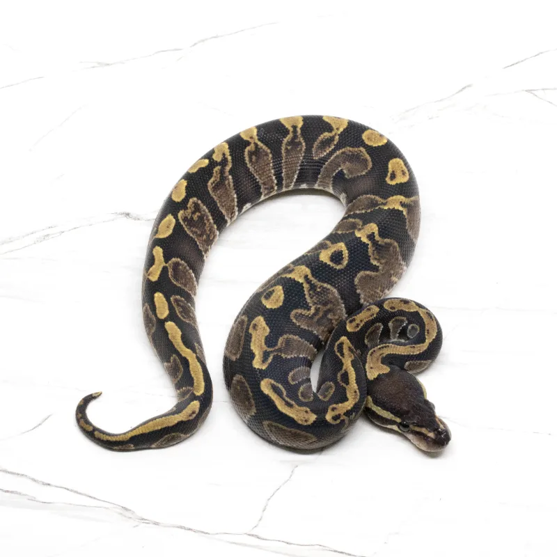 GHI Het Pied Poss (Orange Dream)
