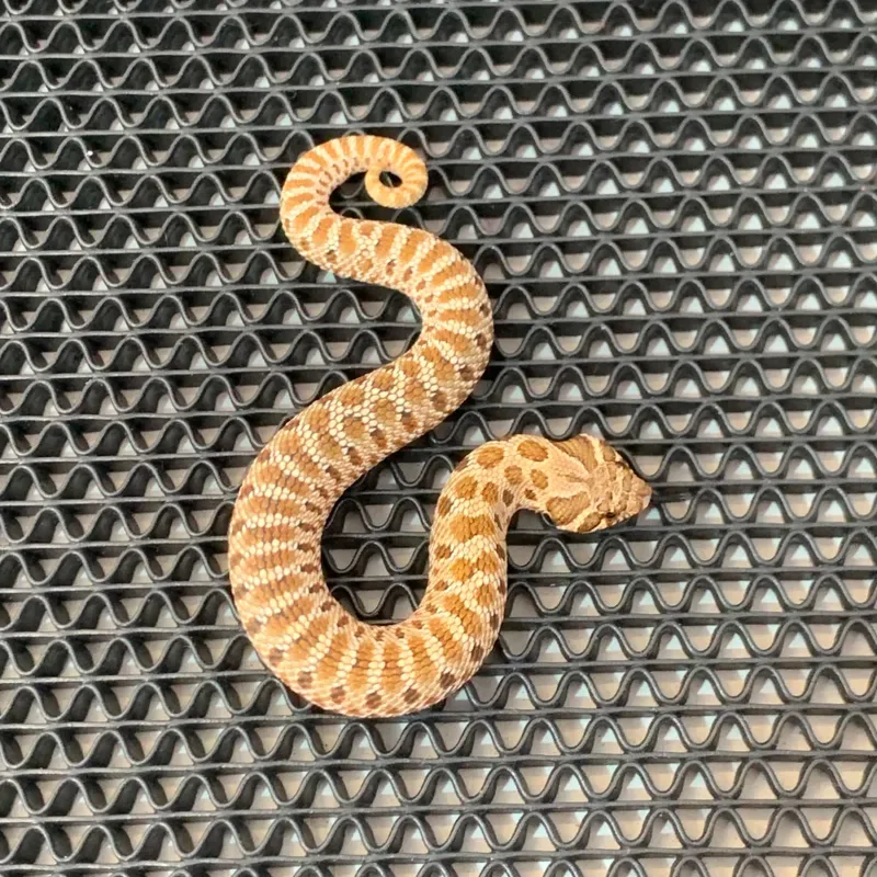 Animal