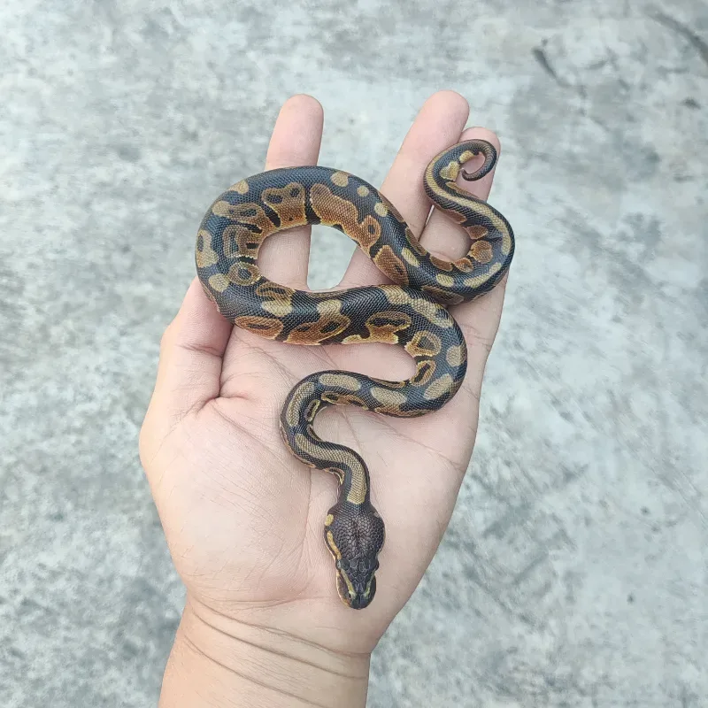 Het Desert Ghost Het Pied