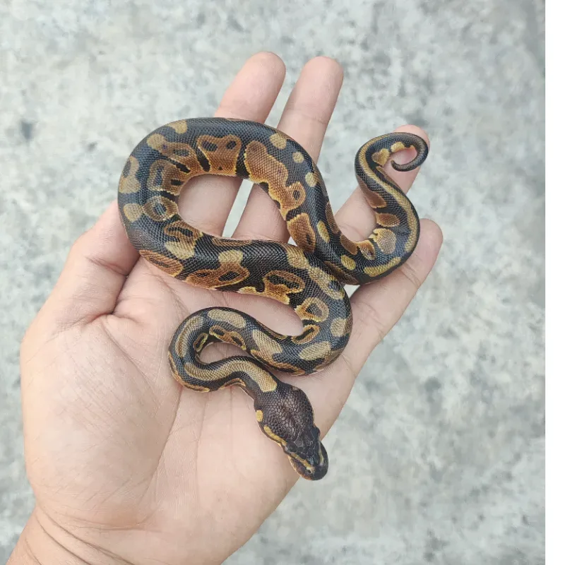 Het Desert Ghost Het Pied