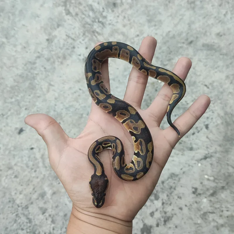 Het Desert Ghost Het Pied
