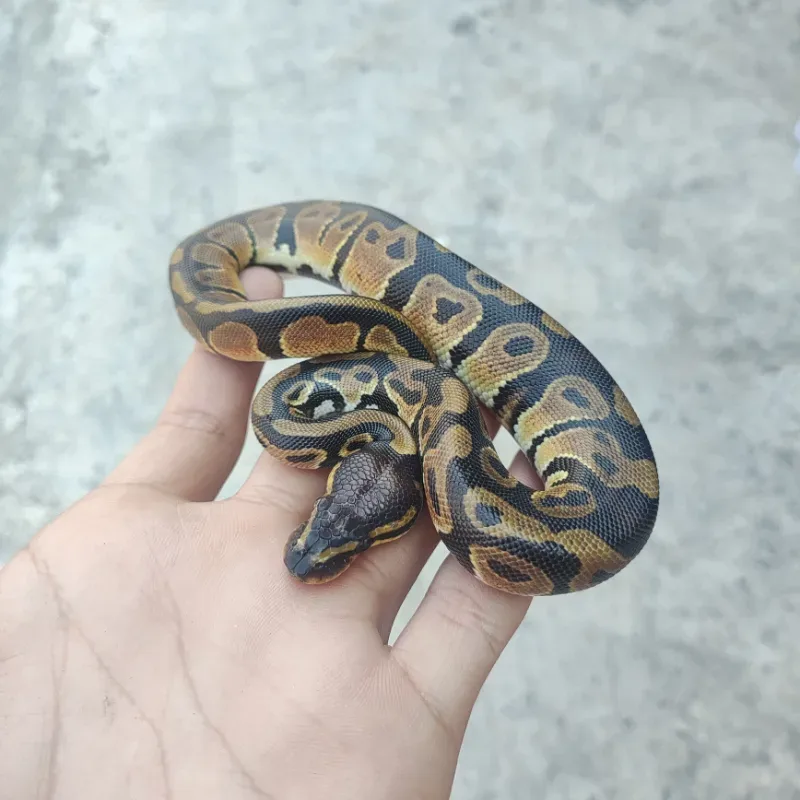 Het Desert Ghost Het Pied