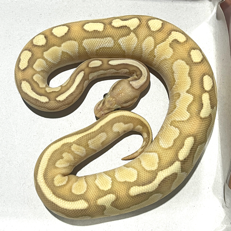Banana Red Stripe Lesser Het Clown