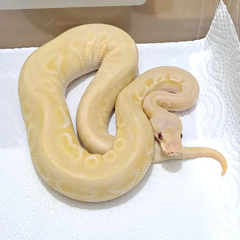 Lesser Pastel Lavender Albino Het Pied Het Clown