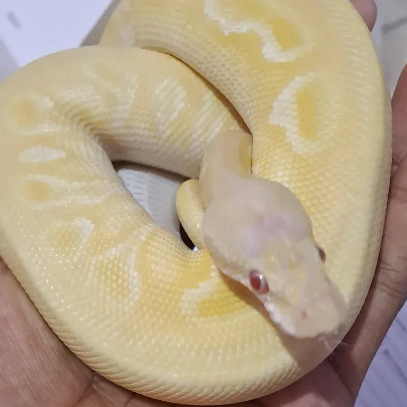 Lesser Pastel Lavender Albino Het Pied Het Clown