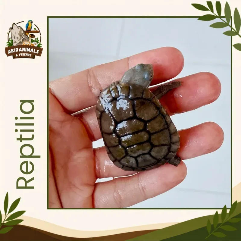 Reimanni Melanistic?