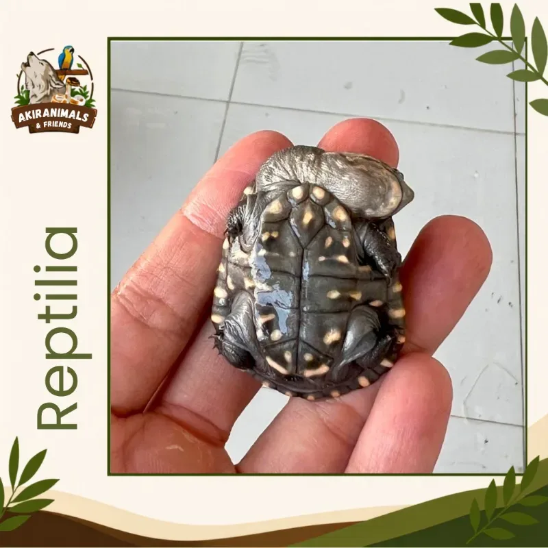 Reimanni Melanistic?