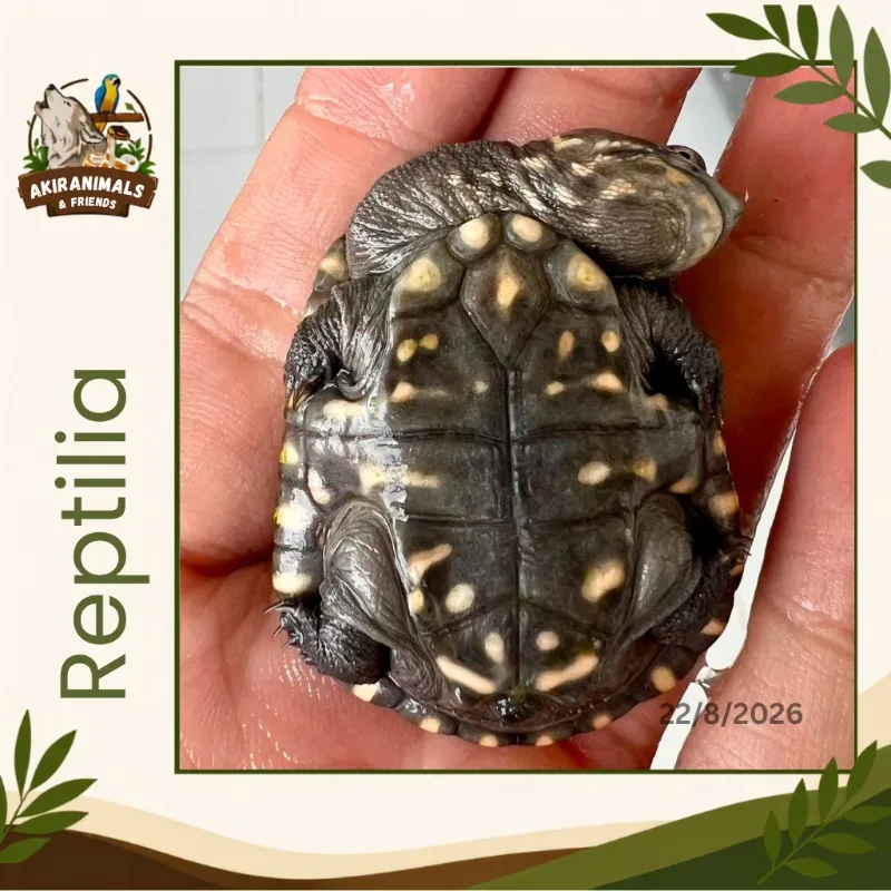 Reimanni