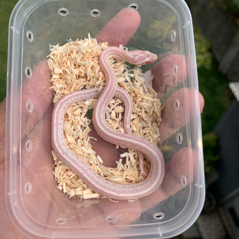 Cornsnake Snow Tessera
