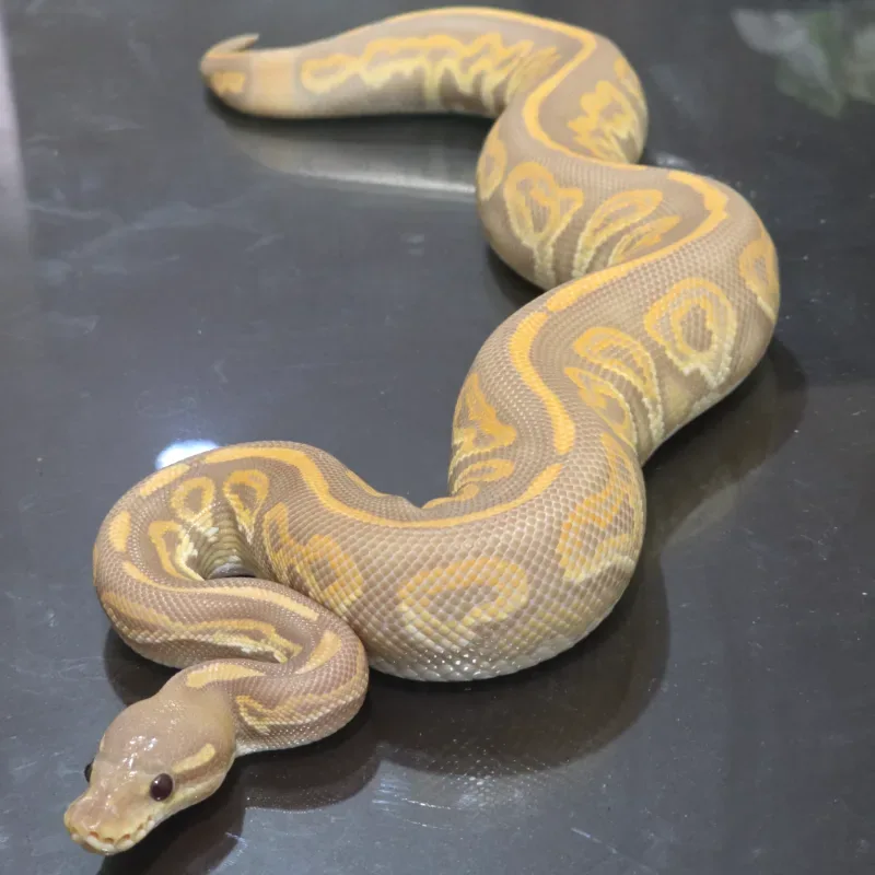 Hypo Black Pastel Ultramel