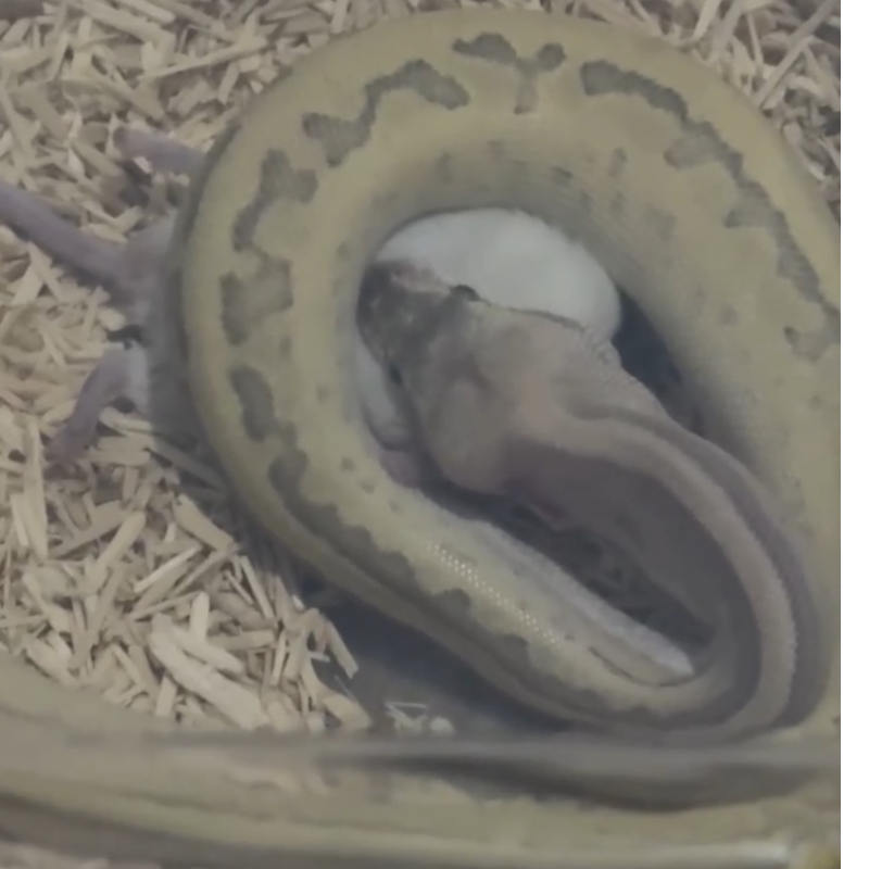 Animal