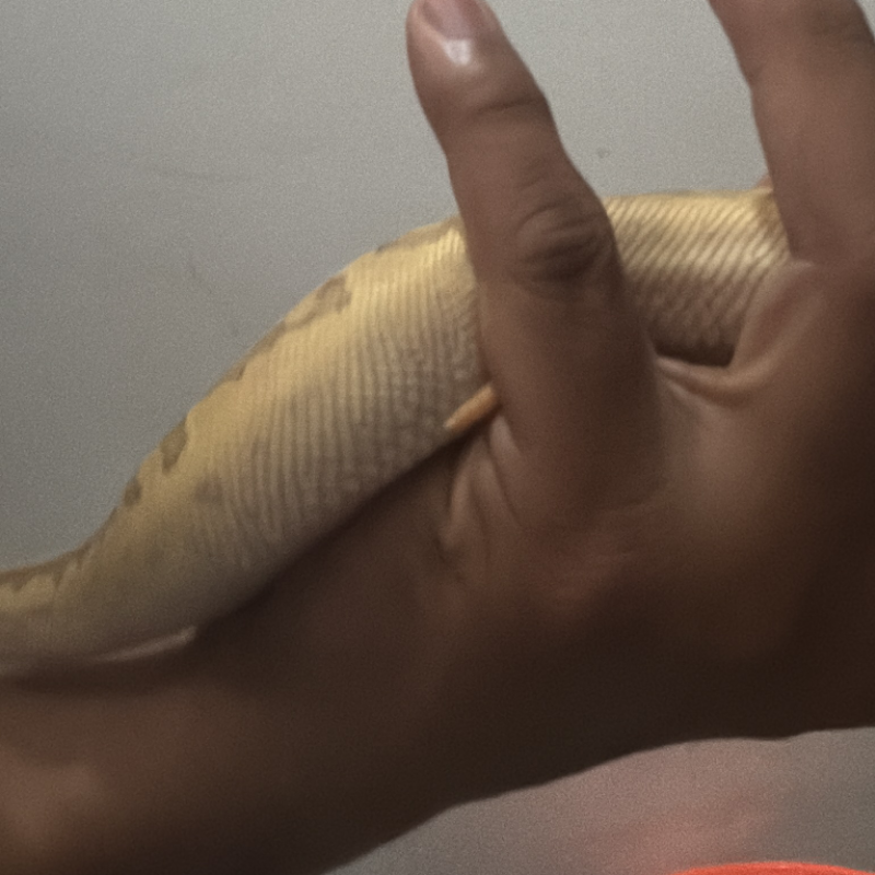 Animal
