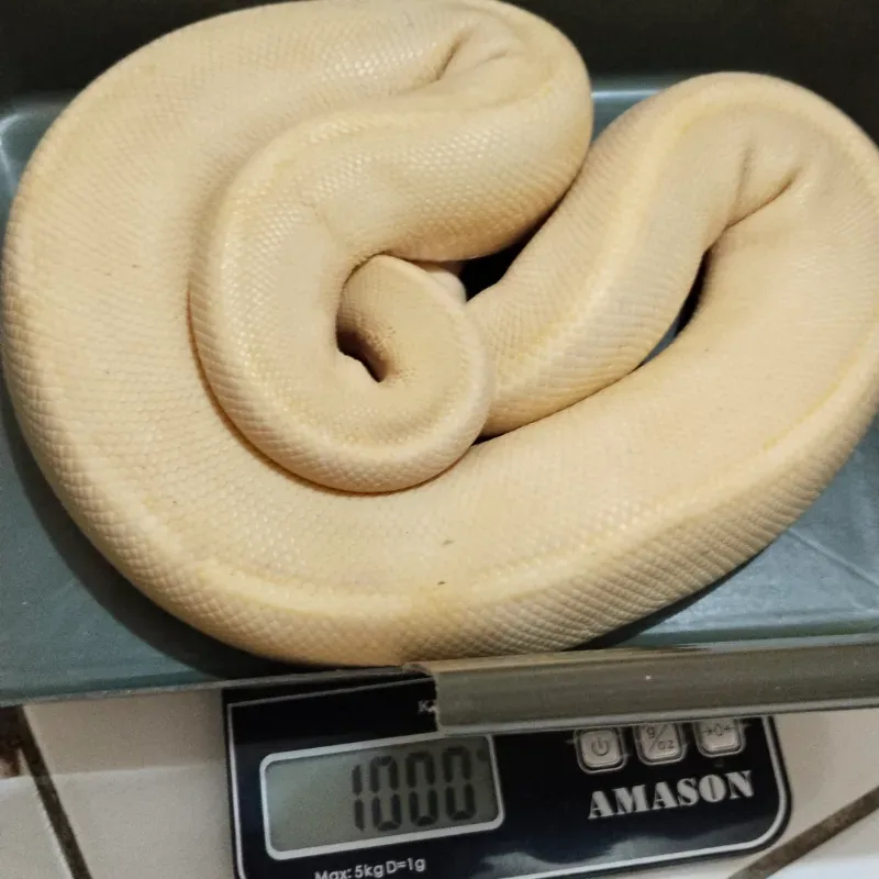 Banana Champagne