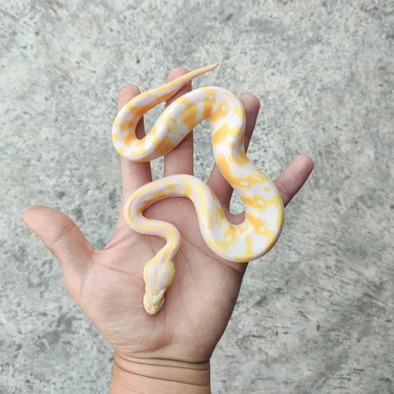 Lavender Albino Het Pied