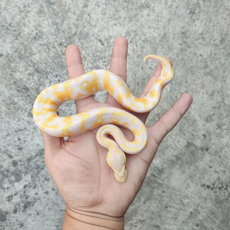 Lavender Albino Het Pied