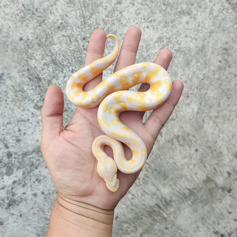 Lavender Albino Het Pied