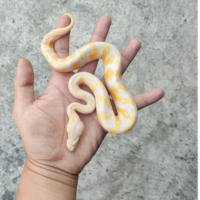 Lavender Albino Het Pied
