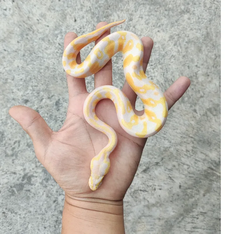 Lavender Albino Het Pied