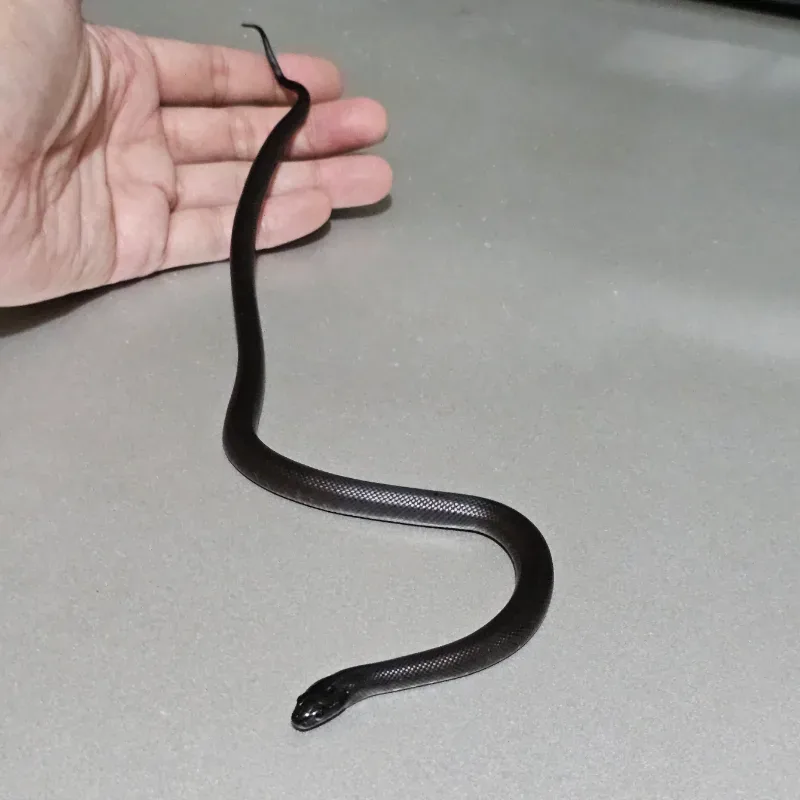 Animal 2