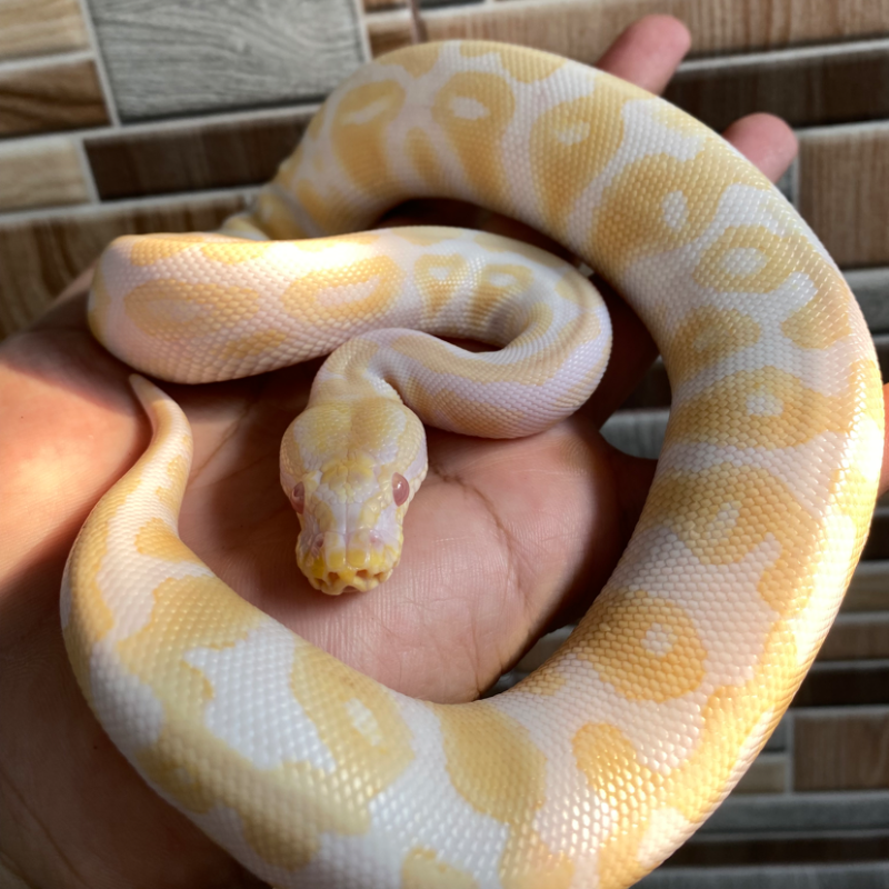 Black Pastel Albino