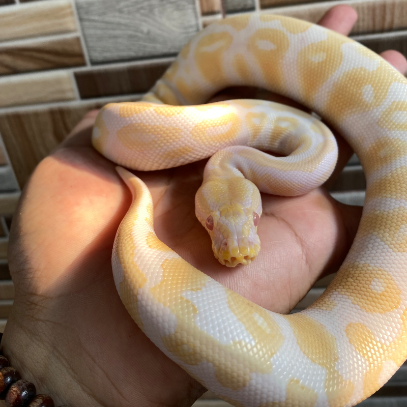 Black Pastel Albino
