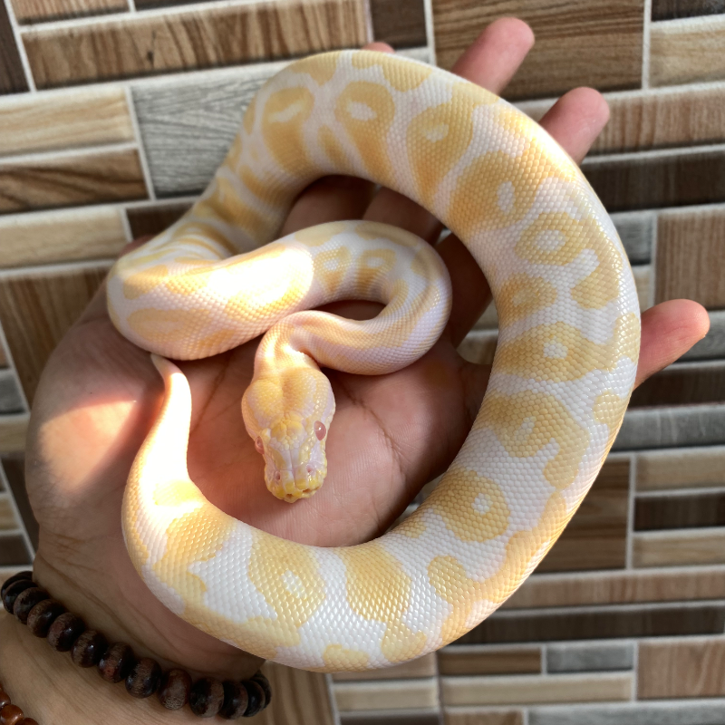 Black Pastel Albino