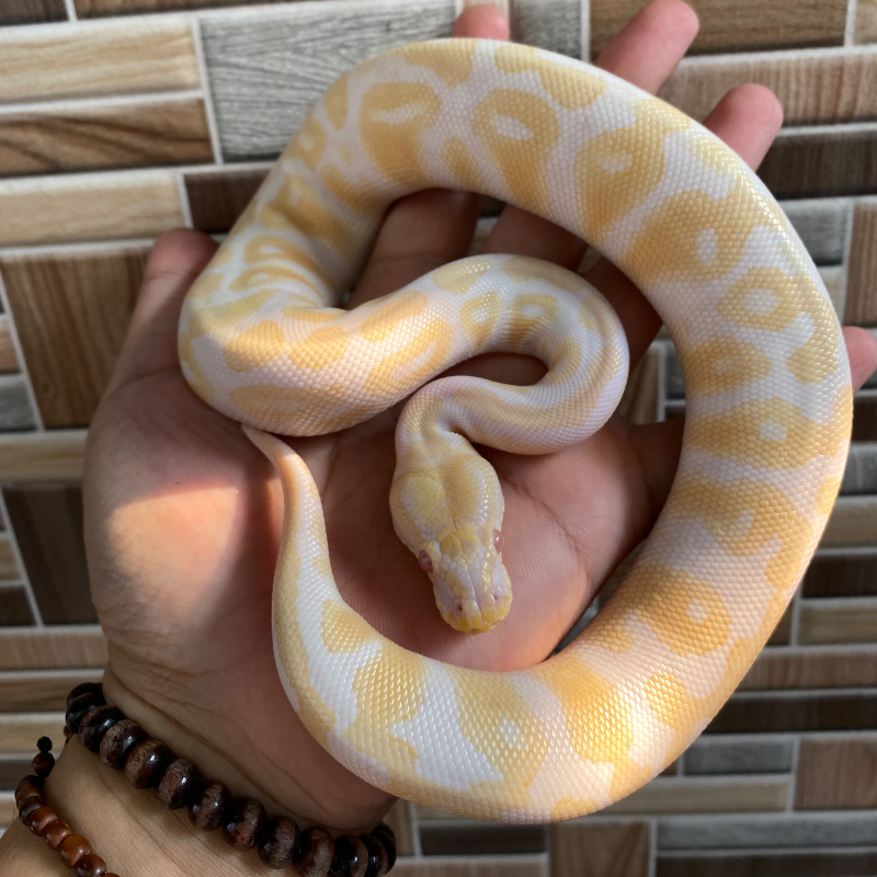 Black Pastel Albino