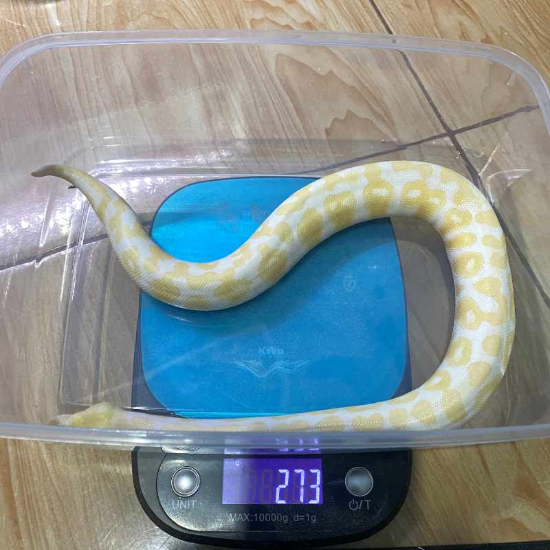 Black Pastel Albino
