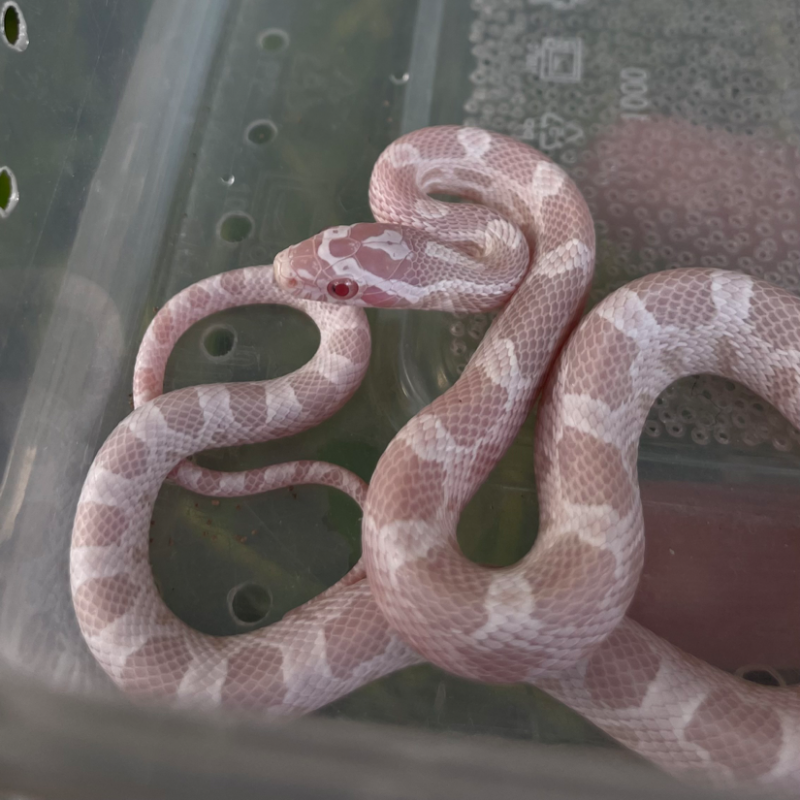 Corn Snake Snow