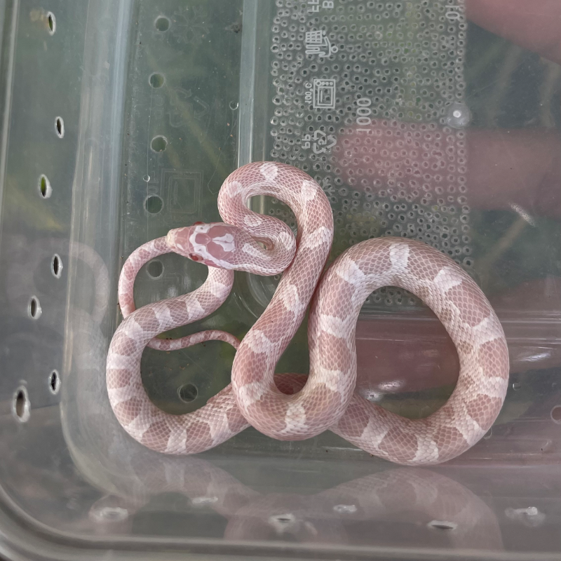 Corn Snake Snow
