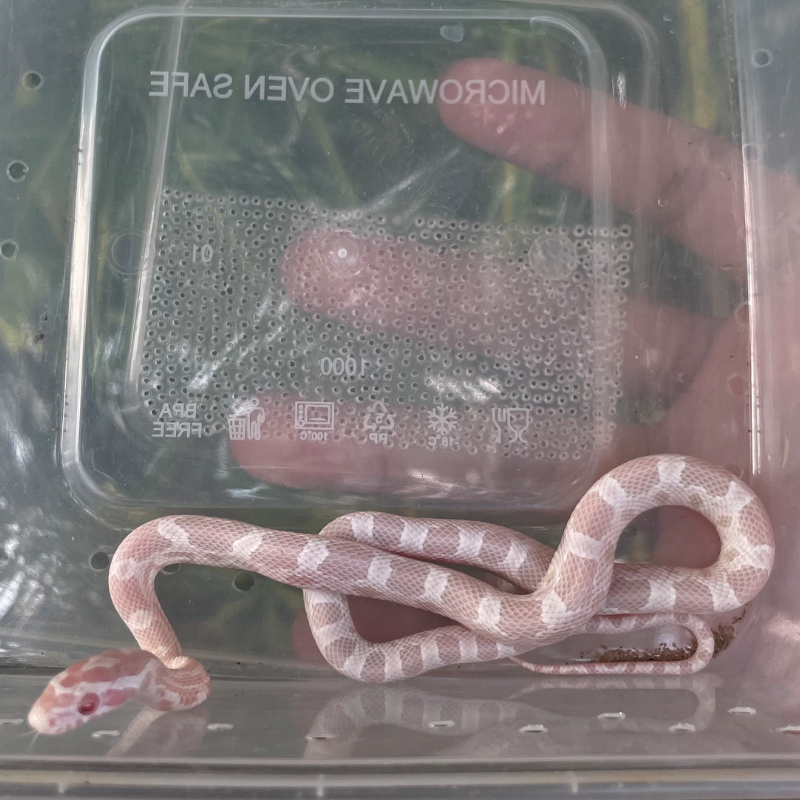 Corn Snake Snow