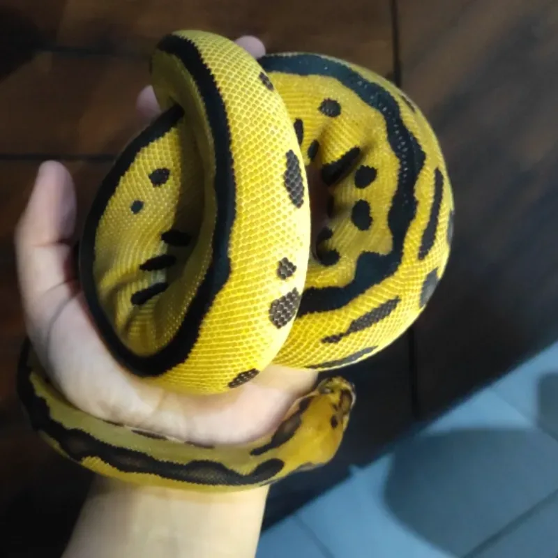 Batman (Leopard Spotnose Clown) 2