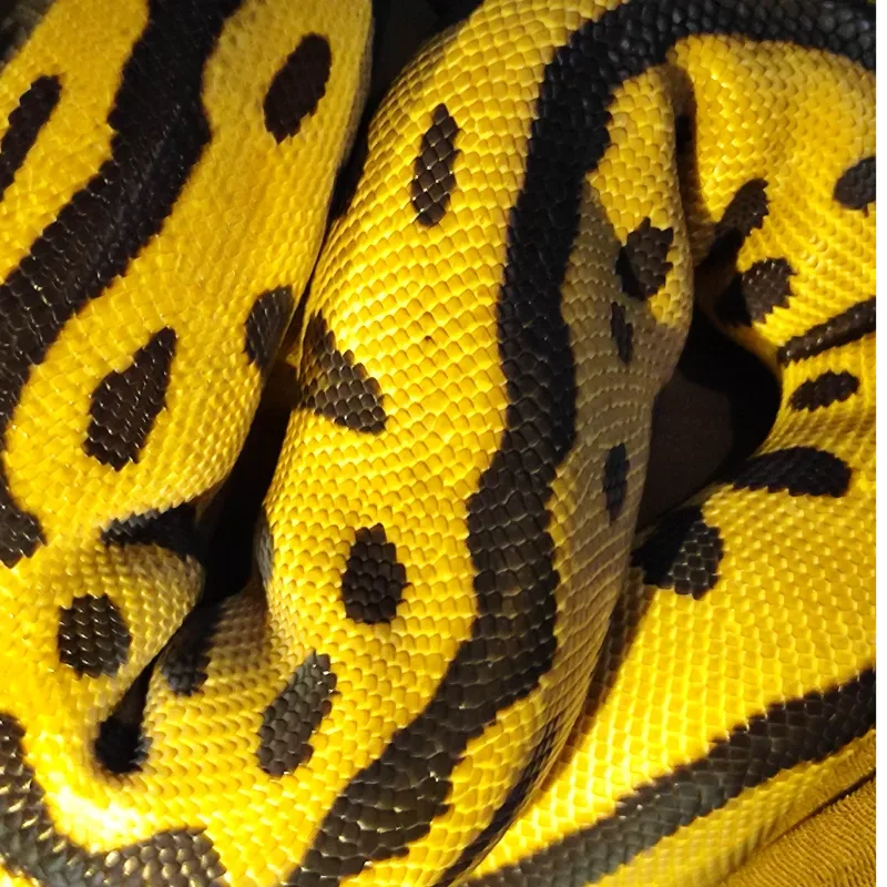 Batman (Leopard Spotnose Clown) 3