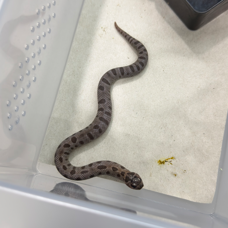 Anaconda Super Arctic Sable Het Albino