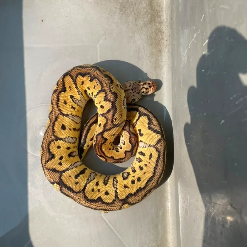 Pastel spotnose clown