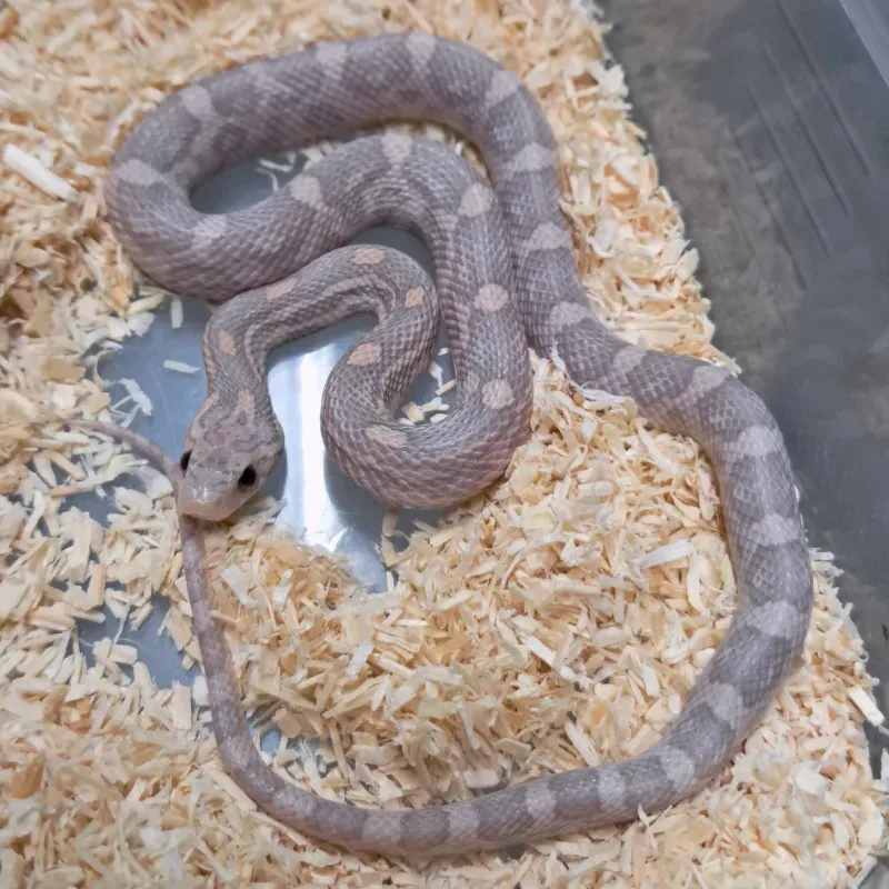 Hypo lavender het motley