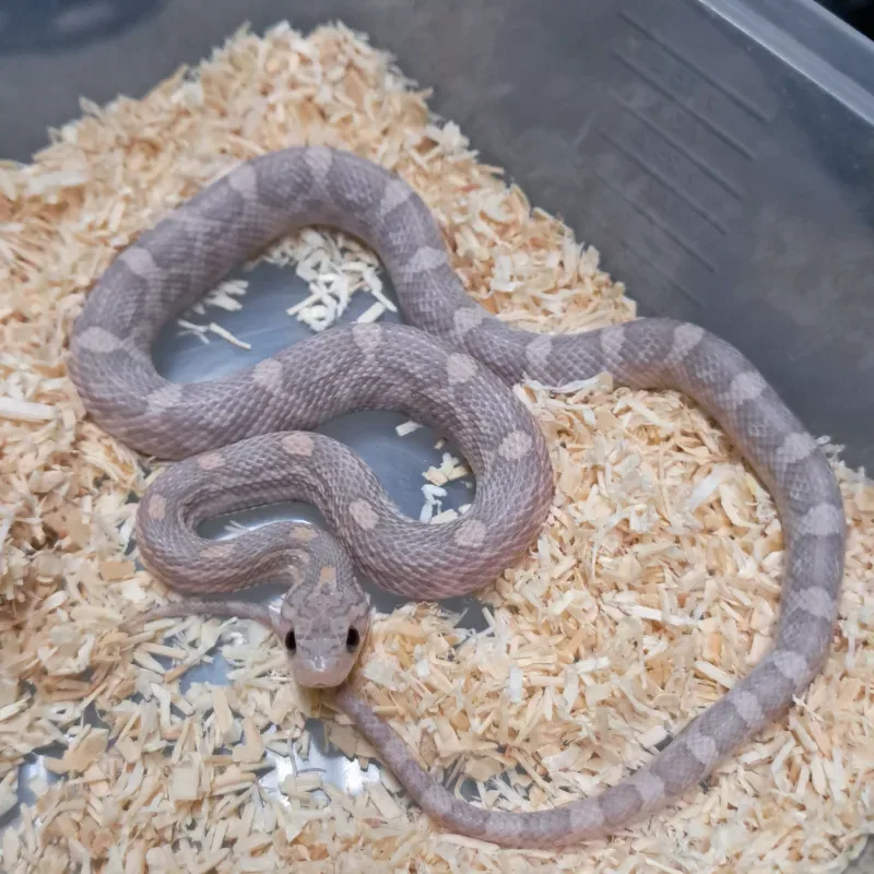 Hypo lavender het motley
